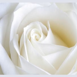 White- like the color of purity