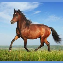 An entire horse – using a flamethrower