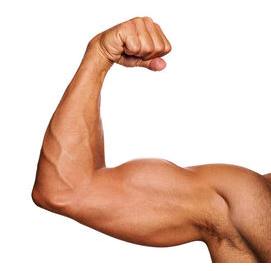 Muscle