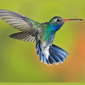 Hummingbird