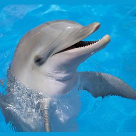 Dolphin