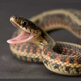 Snake