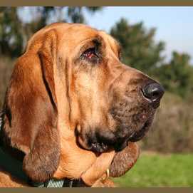 Bloodhound