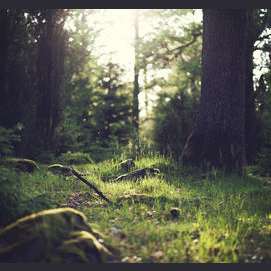 En el bosque
