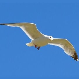 Flying