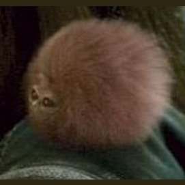 Pygmy Puff