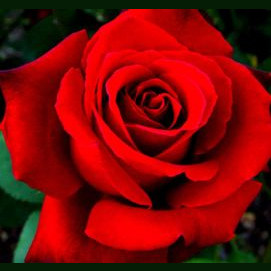Red/scarlet