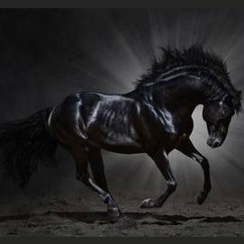 Dark horse