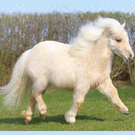 Any horse as long as it's fluffy