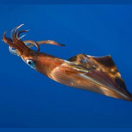 Giant squid