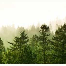 in het bos