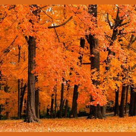 Fall