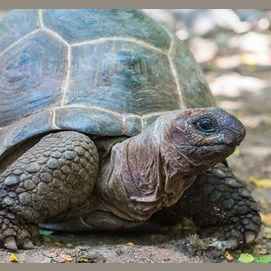 A slow, sure turtle