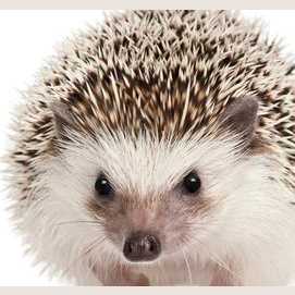 A feisty hedgehog