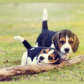 An loyal, loving puppy