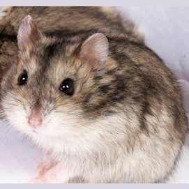 An calm dwarf hamster