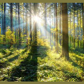 In a forest