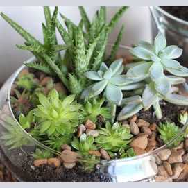 Succulent Gardens