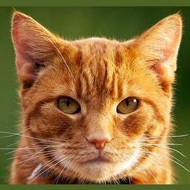 Kitty!