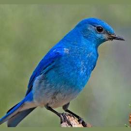 Bird!
