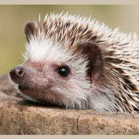 Hedgehog!