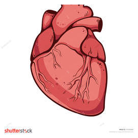 Heart (feelings,intuition, rashness)