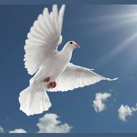 Dove