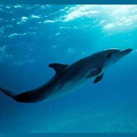 Dolphin