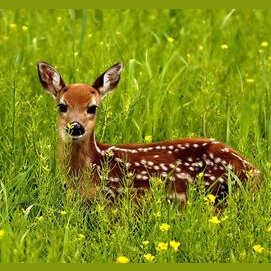All animals, but a deer if I had to choose one.