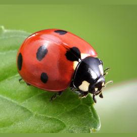Ladybug
