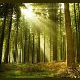 A forest
