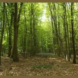 Walking in the woods