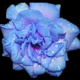 Pretty Periwinkle