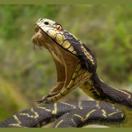 Snakes