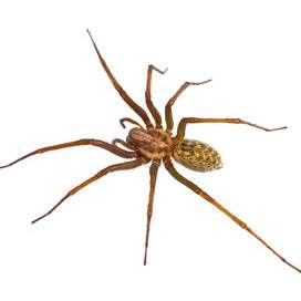 Spiders