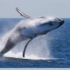 Whale