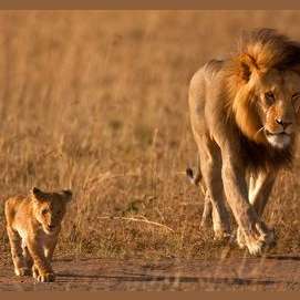Lion