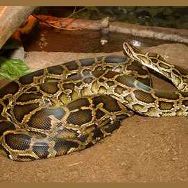 Python