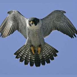 My falcon