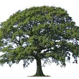 A Tree