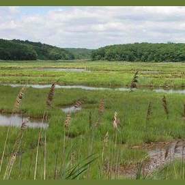 Near a marsh.