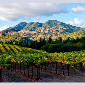                 Napa Valley, California USA                                                                       