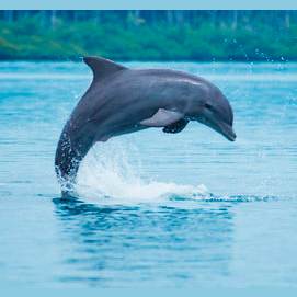 Dolphin