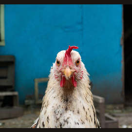 Chicken