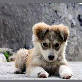 My little puppy
