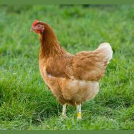 My mother hen