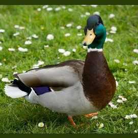 A duck