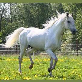My white horse