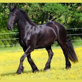 My black horse