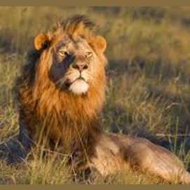 Lions